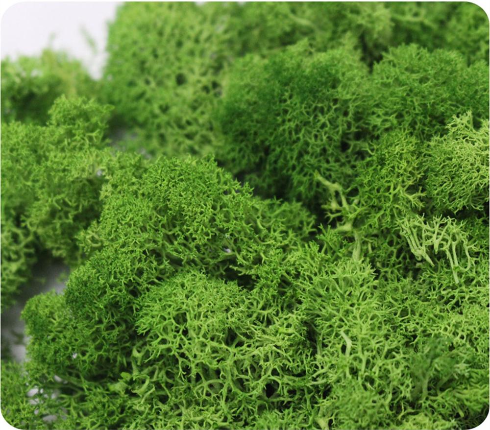 Künstliche Anlage Ewige Leben  – Preserved Moss Sheet Bewertung und Preis